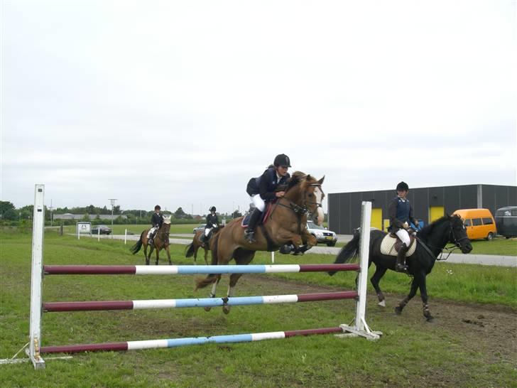 Welsh Cob (sec D) Brynithon Brenhinol Magic - i Grindsted her i år. billede 4