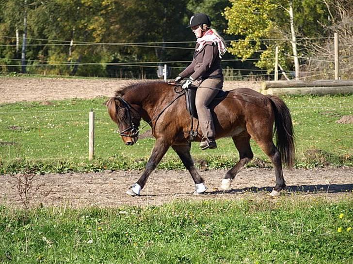 Islænder Leistur fra bakkakoti - D. 14-10-09 Taget af Sofia G billede 17