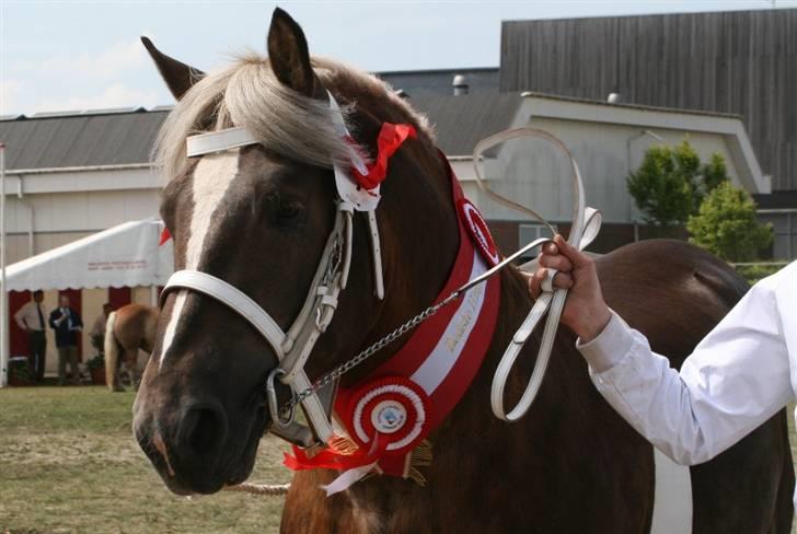 Jyde Bjørn af Aggersgård *RIP* - 24 point + skuets bedste hingst + fløj i sit hold + ærespræmie, Varde dyrskue var et godt skue (-; billede 5