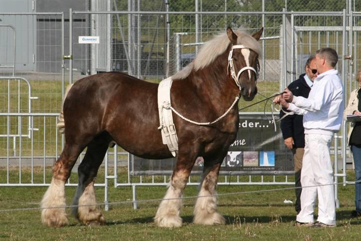 Jyde Bjørn af Aggersgård *RIP* - meget fotogen ung fyr, han holder øje med mig...  billede 13