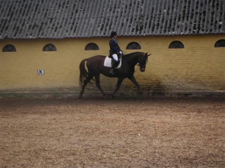 Dansk Varmblod Shepin-død billede 6