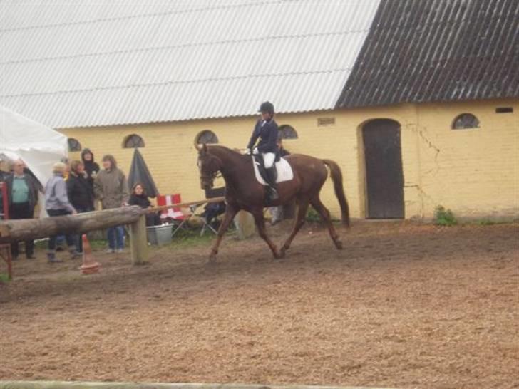 Dansk Varmblod Shepin-død billede 7