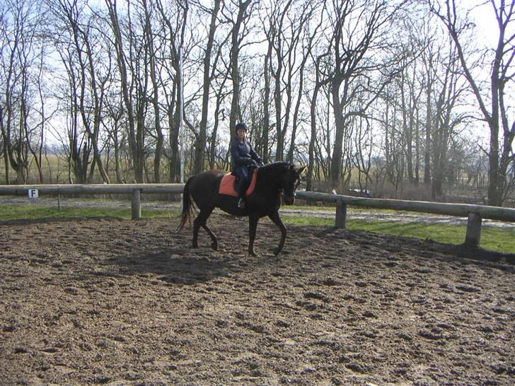 Dansk Varmblod Shepin-død billede 8