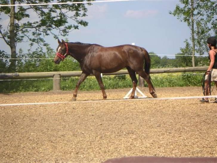 Dansk Varmblod Shepin-død billede 10