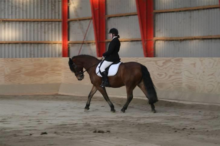 Anden særlig race Tordenskjold *Buller-basse* - rigtig flot... billede 3