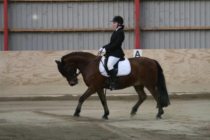 Anden særlig race Tordenskjold *Buller-basse* - han var så sød... billede 4