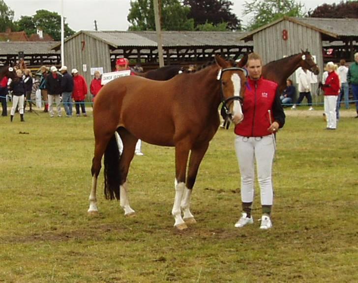 Dansk Varmblod Fabiana - Dyrskue 2007 billede 15