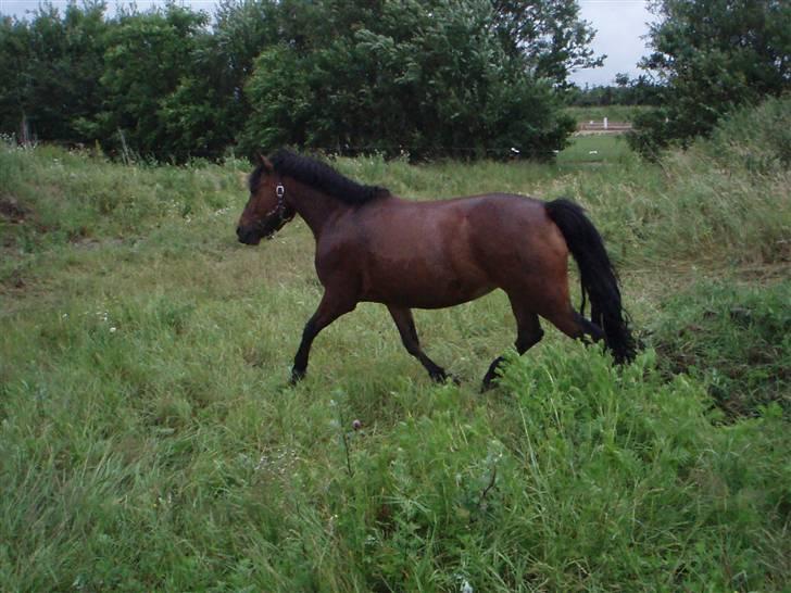 Anden særlig race Fairytale billede 13