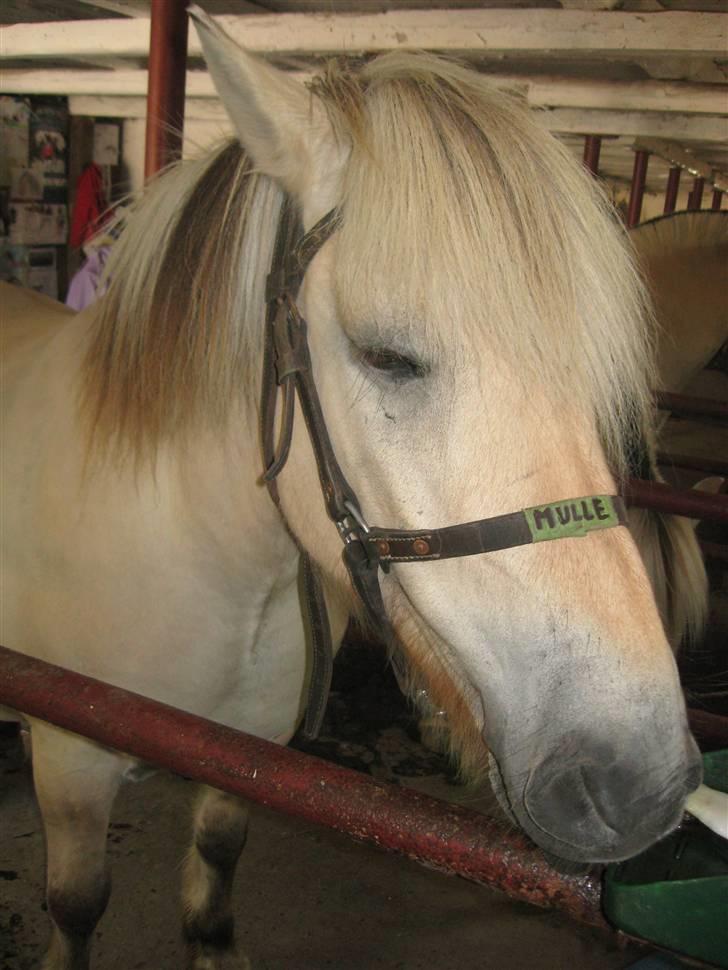 Fjordhest Mulle <3 *solgt* :'( - var lige nede og besøge ham. billede 11