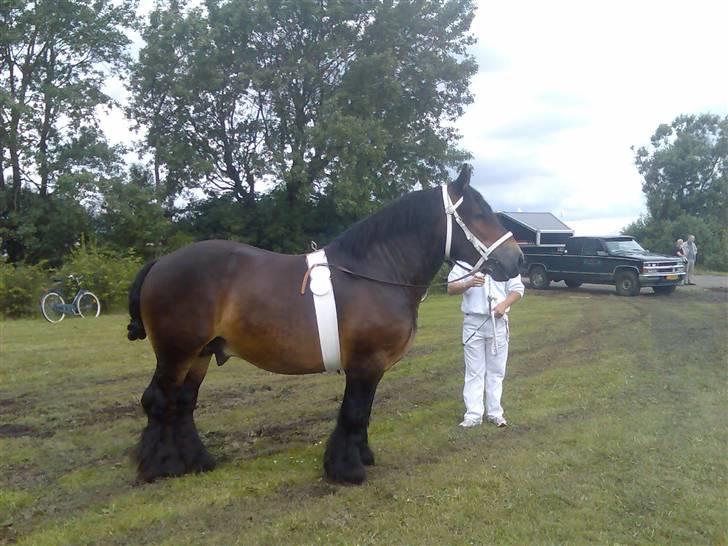 Jyde Mattias (Solgt) - Trækker 1, Landsskuet 07 billede 17