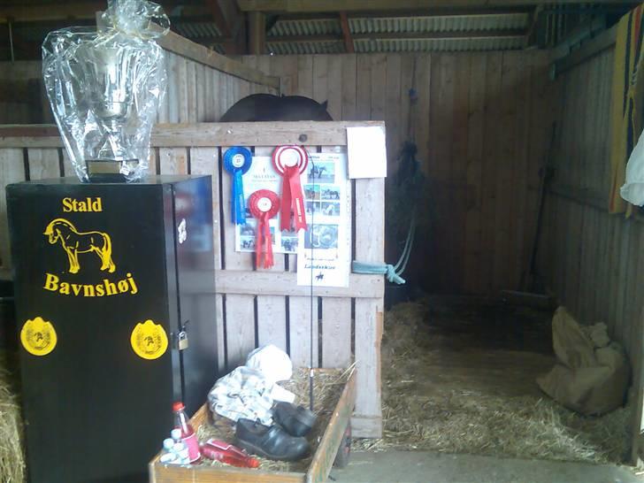 Jyde Mattias (Solgt) - mathias´s stand v/ Landsskuet 2007 billede 19