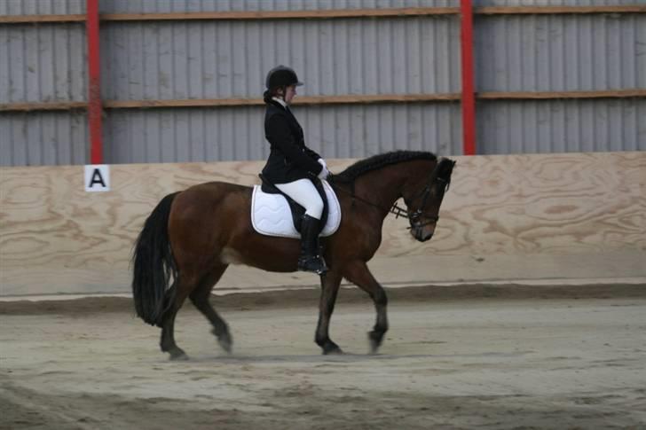 Anden særlig race Tordenskjold *Buller-basse* billede 5