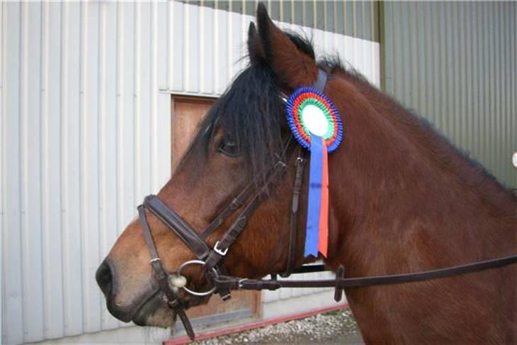 Anden særlig race Tordenskjold *Buller-basse* - en smuk førsteplads... billede 6