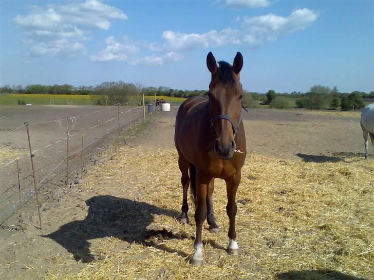 Dansk Varmblod Don Lunes billede 8