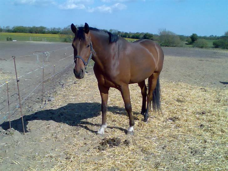 Dansk Varmblod Don Lunes billede 9