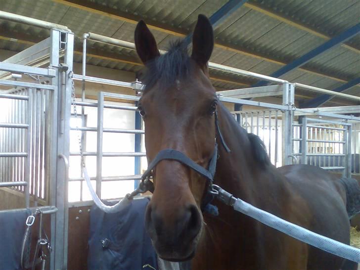 Dansk Varmblod Don Lunes billede 10