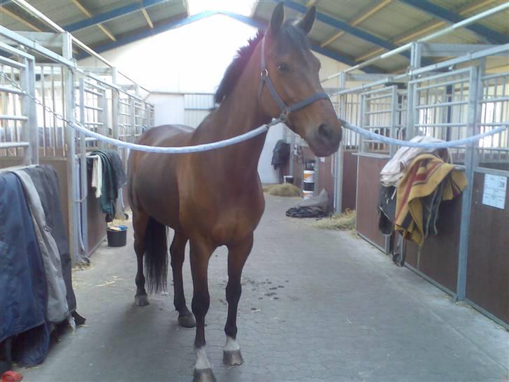 Dansk Varmblod Don Lunes billede 11