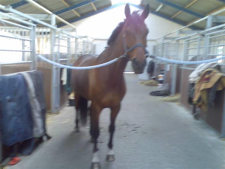 Dansk Varmblod Don Lunes billede 12