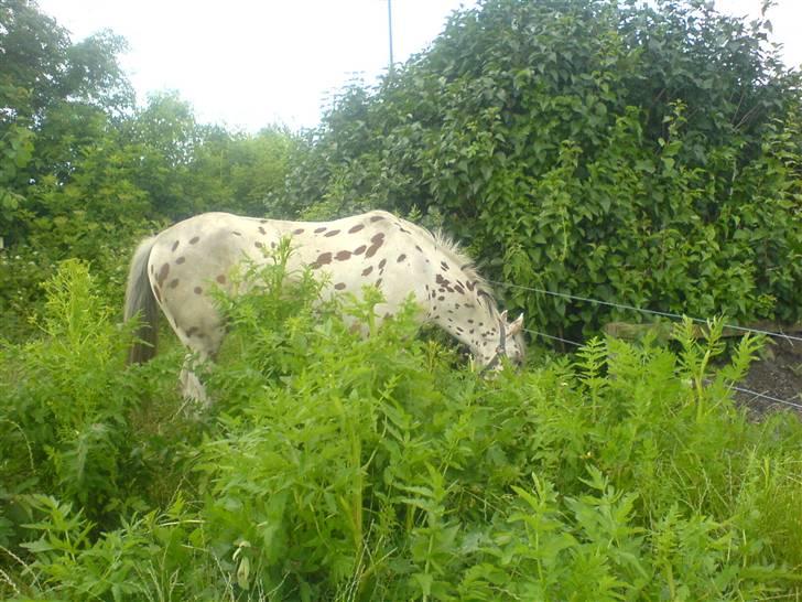 Appaloosa Painted - hov, hvor er hesten blevet af! billede 8