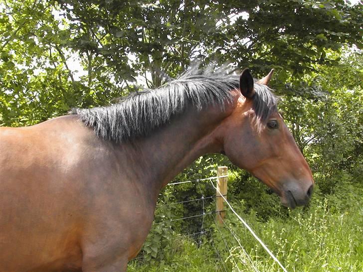 Anden særlig race Malou (SOLGT) R.I.P. <3 - Malou hjemme 07 billede 14