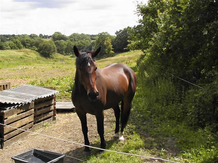 Anden særlig race Malou (SOLGT) R.I.P. <3 - Malou hjemme 07 billede 15