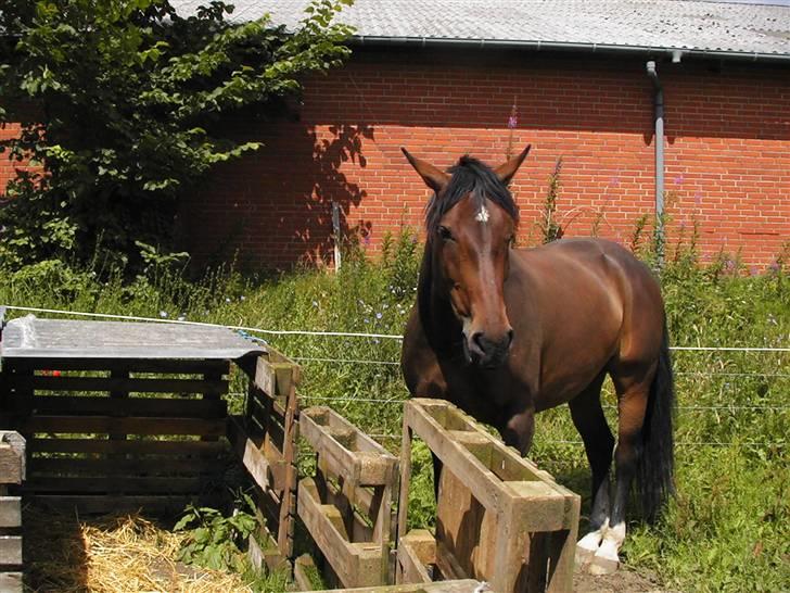 Anden særlig race Malou (SOLGT) R.I.P. <3 - Malou hjemme 07 billede 16