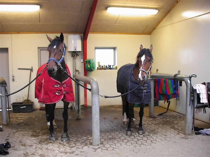 Anden særlig race Malou (SOLGT) R.I.P. <3 - Malou og fuego 07 billede 17