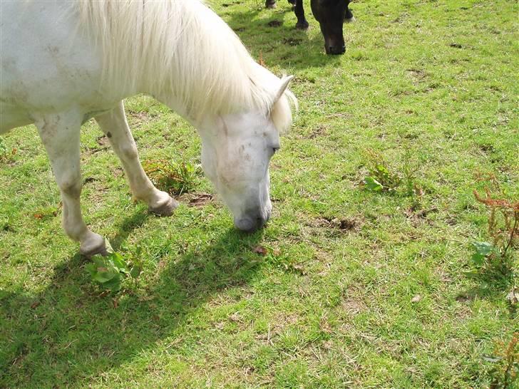 Islænder Fenja Fra Frijsbak - fenja spiser sommer græs <3 billede 1