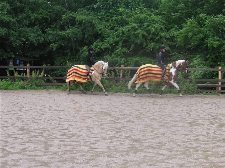 Hollandsk Sportspony Jangalene/ Freja  * R.I.P* - 19* kæresterne som går dressur sammen :p  billede 19