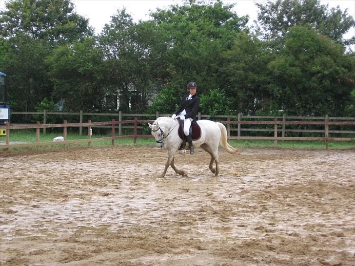 Anden særlig race Søvinds Silvermoon  SOLGT - Pony uge 2010 mega mudder våde baner billede 4
