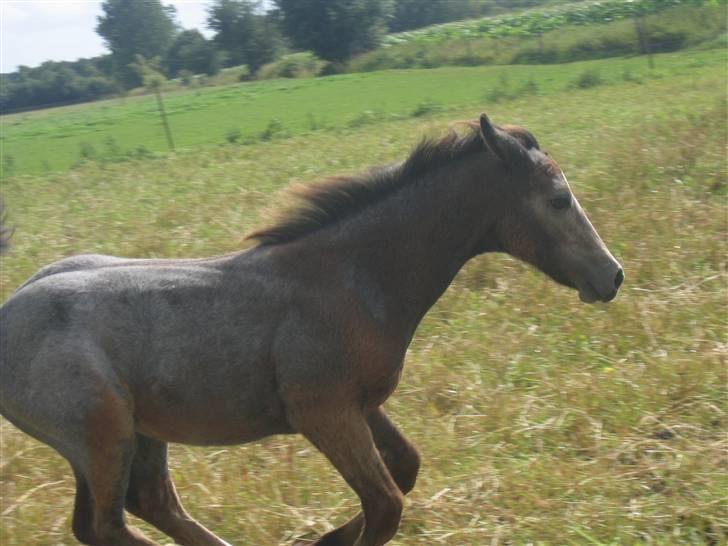 Connemara Bøgely Moonlight billede 11