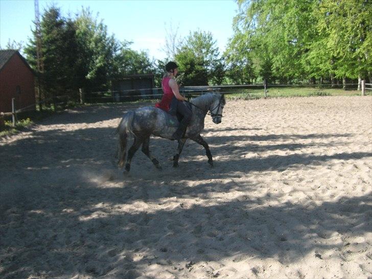 Connemara Bøgely Moonlight billede 12