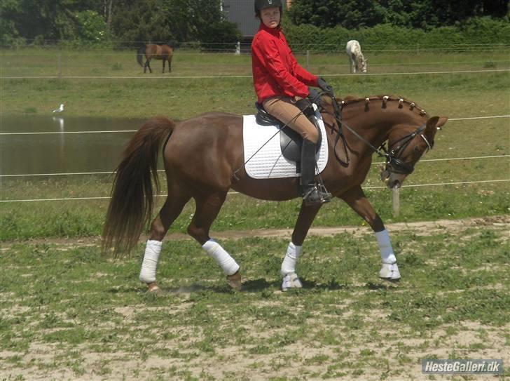 New Forest Terpstals Monday Melodie - Melodie klippet (: Vinter 2007. billede 10