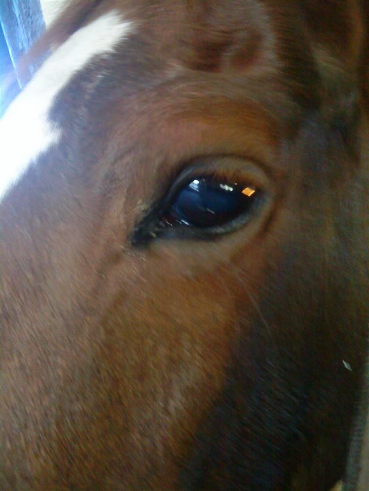 New Forest Terpstals Monday Melodie - Og man snakker om smukke øjne. billede 11