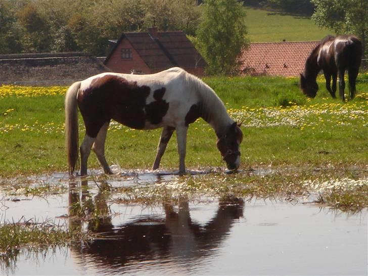 Pinto Speedy I I  - flotte på fold billede 1