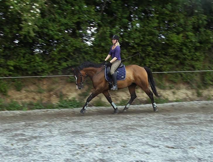 Holstener Dyval [12/3-03 -- 5/7-11] - Træning d. 23-11-08.  - traver af billede 4