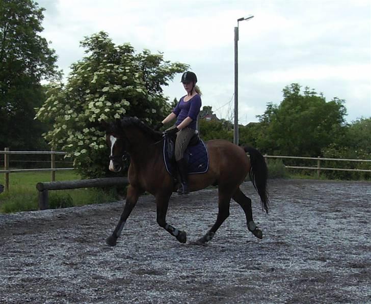 Holstener Dyval [12/3-03 -- 5/7-11] - Træning d. 21-06-09  billede 5