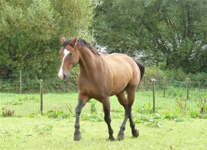 Holstener Dyval [12/3-03 -- 5/7-11] - Dejlige Dyval :) billede 6