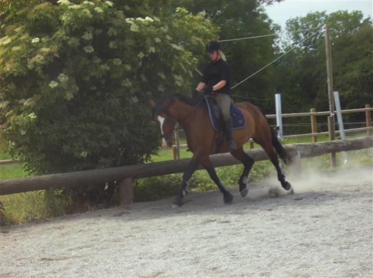 Holstener Dyval [12/3-03 -- 5/7-11] - Træning d. 30-06-09 billede 7