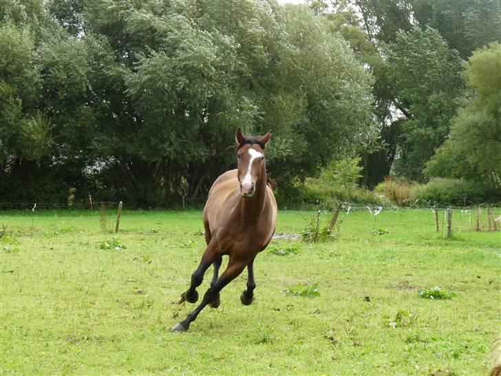 Holstener Dyval [12/3-03 -- 5/7-11] - Dyval med fart over feltet. :) billede 8