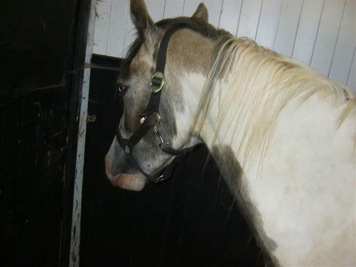 Pinto Freja (solgt) - Min boks billede 2