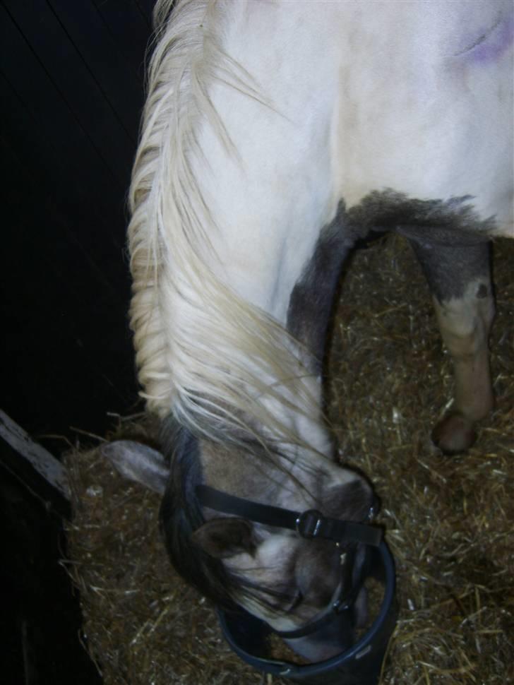 Pinto Freja (solgt) - Min boks billede 3