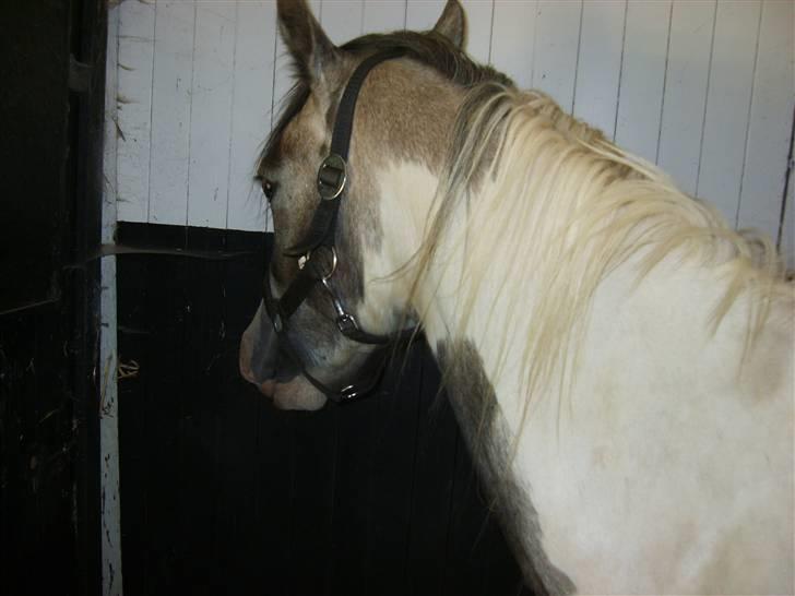 Pinto Freja (solgt) - Min boks billede 4