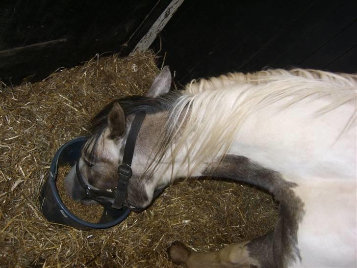 Pinto Freja (solgt) - Her er min mad. billede 5