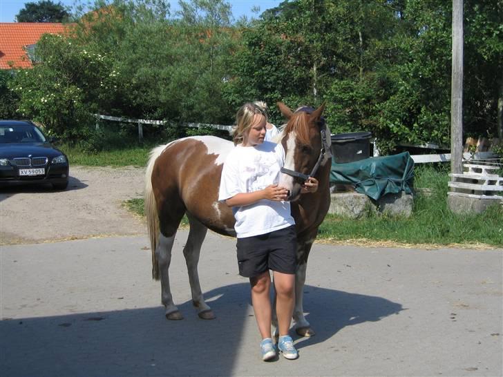 Pinto Speedy I I  billede 2