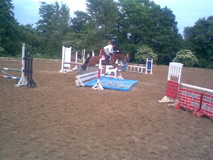 Anden særlig race Nielsen's Little Star  - Springtræning SVR  billede 11