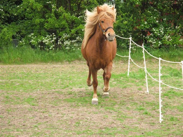 Islænder Röskva fra Kongehøj - RIP - Trav trav, sig ikke min hest ikke kan trave :p billede 5