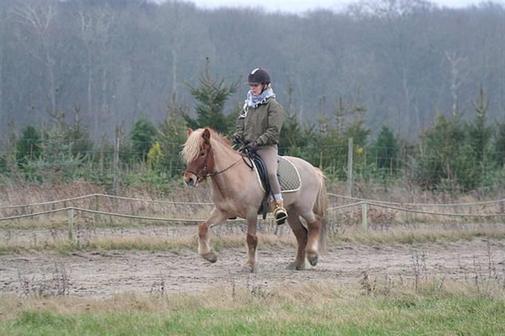 Islænder Tímon fra Korshøje  - Trav januar 08. Foto: Vanessa Dresig billede 15