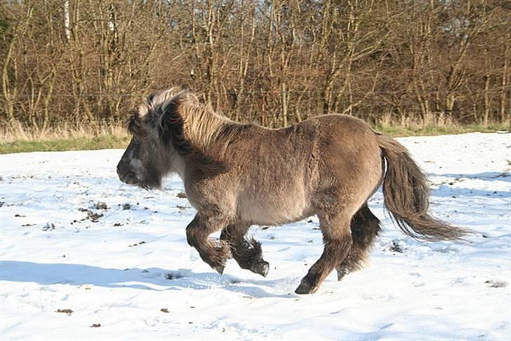 Shetlænder Christian - Galop i sneen 2008. 32 år gammel billede 4