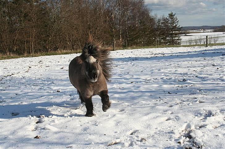 Shetlænder Christian - Trav i sneen 2008. 32 år gammel billede 6